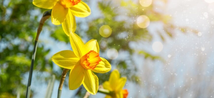 Spring,Background,With,Yellow,Blooming,Flowers,On,Branch,In,Sunny